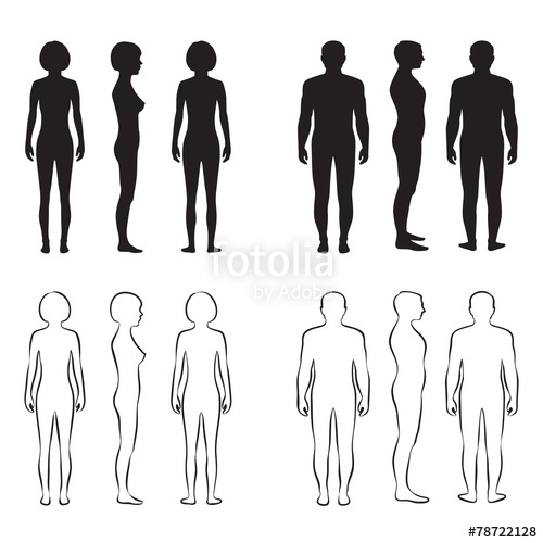 Human Body Anatomy,front Vector Man, Woman Silhouette Stock Image 500x500 Human Body Anatomy,front Vector Man, Woman Silhouette Stock Image
