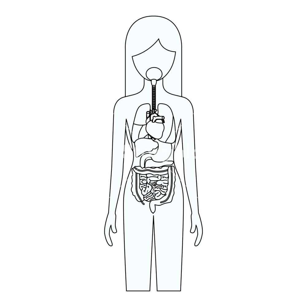 1000x1000 Sketch Silhouette Of Female Person With Internal Organs System