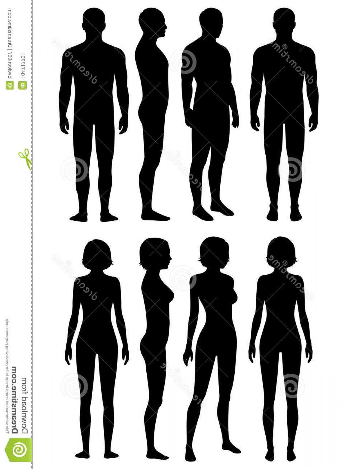 Human Body Anatomy Silhouette Front Back Side View Vector Woman 1148x1560 Human Body Anatomy Silhouette Front Back Side View Vector Woman