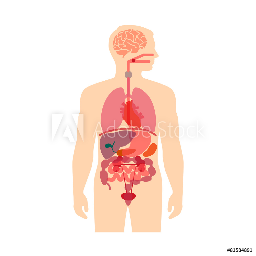 1000x1000 Fotografie, Obraz Human Body Anatomy, Vector Medical Organs System