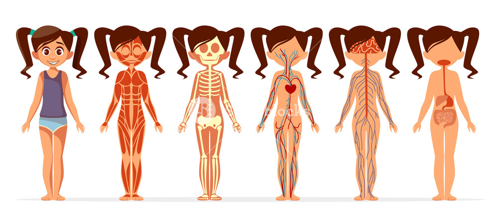 1000x450 Girl Body Anatomy Vector Illustration Cartoon Medical Female