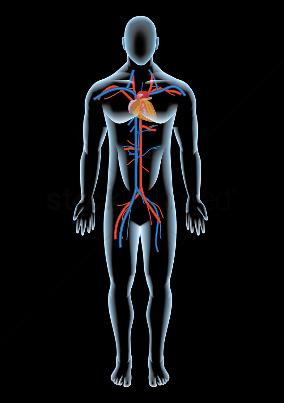 919x1300 Heart Anatomy In A Human Body Vector Image