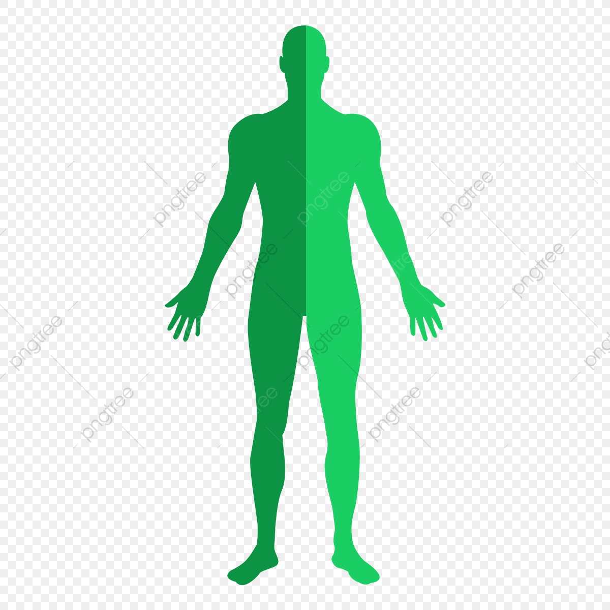 Human Body Vector At Collection Of Human Body Vector Free For Personal Use 6786