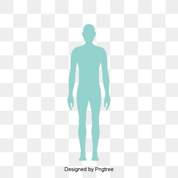 360x360 Human Body Png, Vector, And Clipart With Transparent