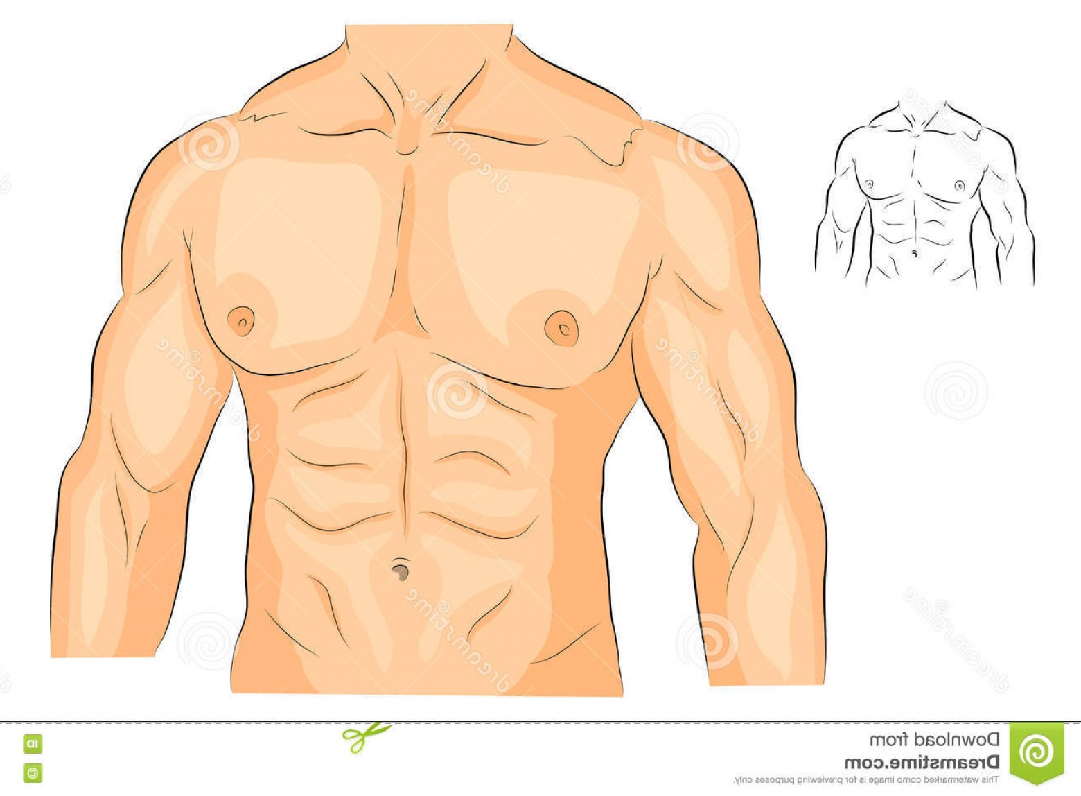 1560x1148 Human Body Vector Arms Catamart