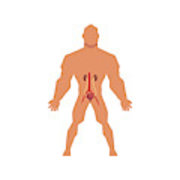 180x180 Human Urinary System, Anatomy Of Human Body Vector Illustration