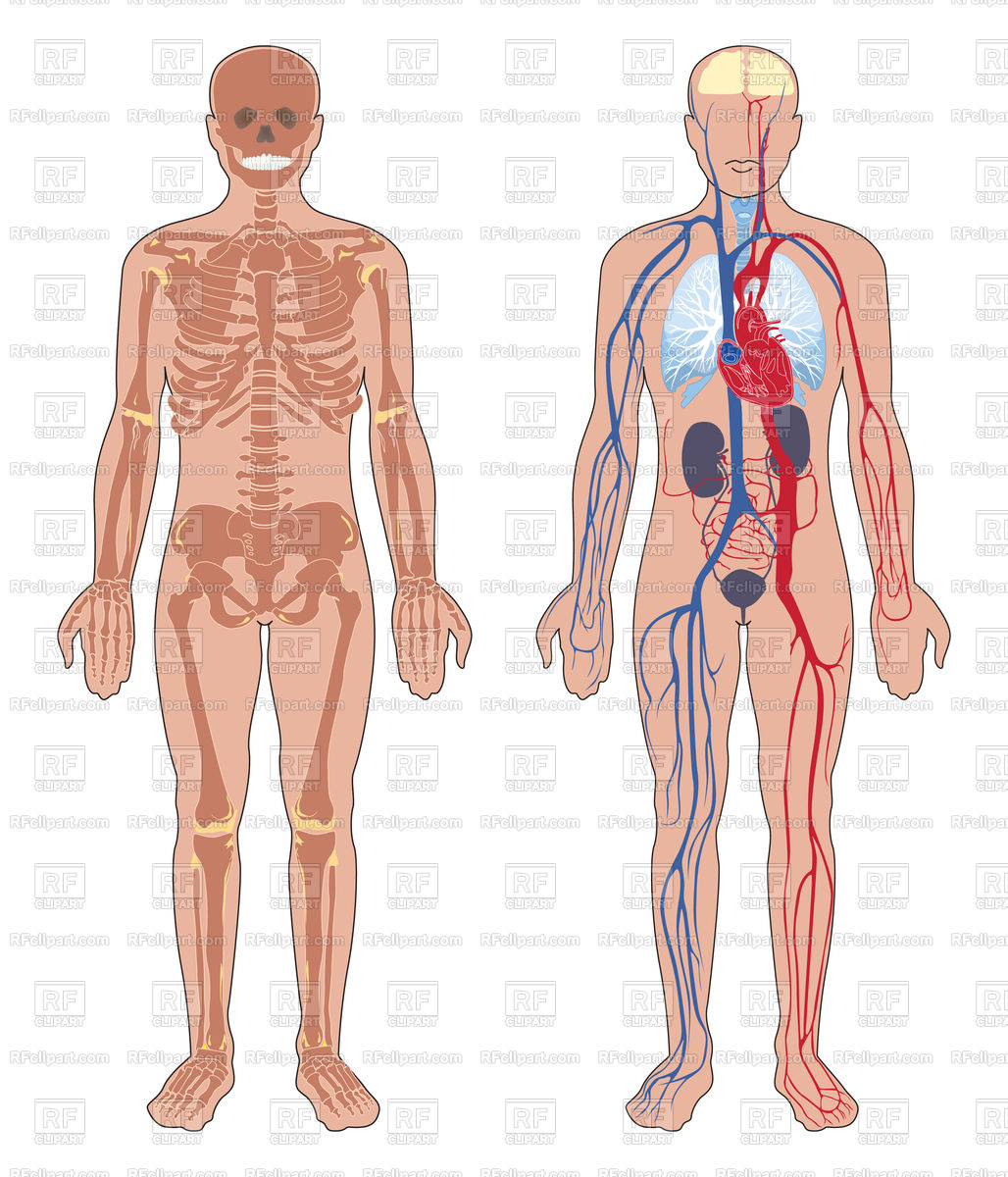 1028x1200 Human Body Structure Skeleton And Circulatory Vascular System