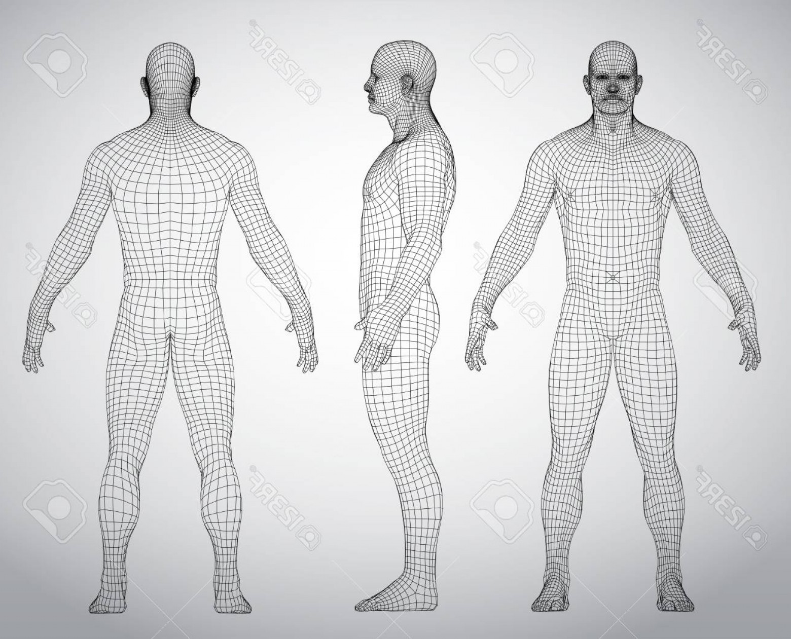1560x1261 Human Body Vector Lamaison