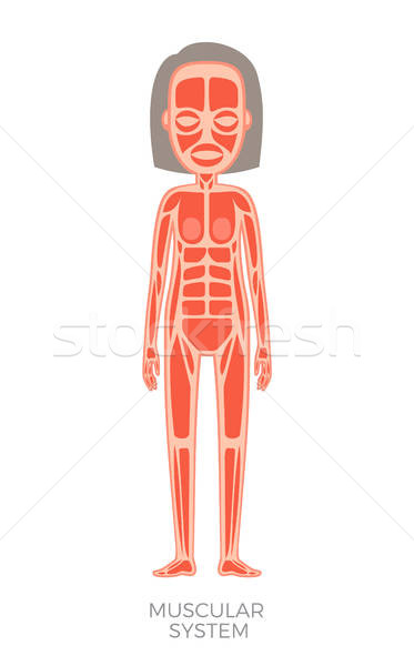 373x600 Muscular System Of Human Body Vector Illustration Vector