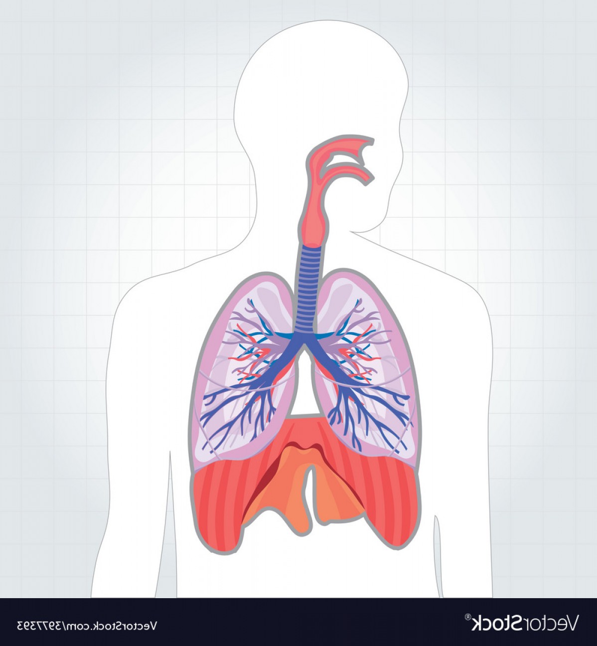 8 Respiratory vector images at Vectorified.com