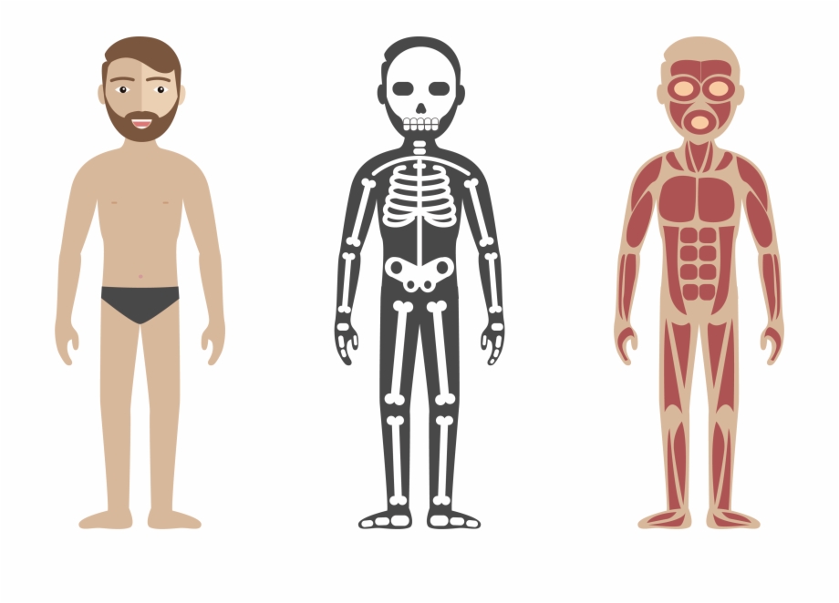 920x662 Vector Circulatory System Anatomy Illustration Check