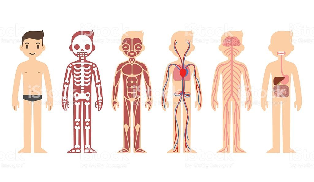 1024x594 Skeletal, Muscular, Circulatory, Nervous And Digestive Systems