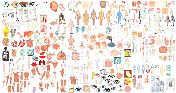576x304 Cartoon Human Body Parts Free Vector Download