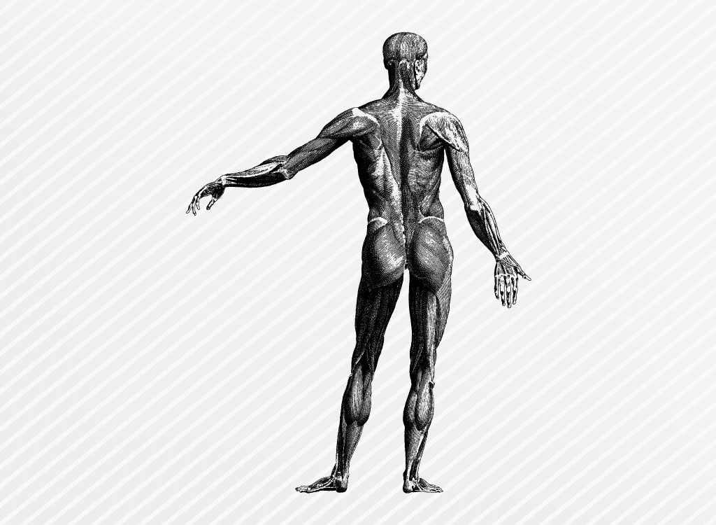 1024x750 Human Anatomy Graphics