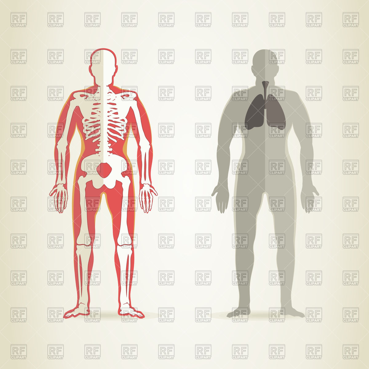 1200x1200 Human Anatomy And Skeleton Vector Image Of Healthcare, Medical