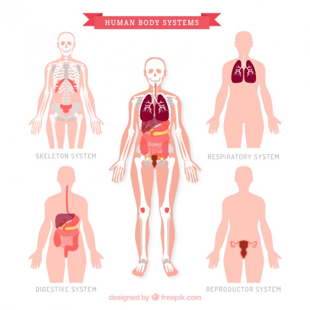 626x626 Human Body Sistem Collection Vector Free Download