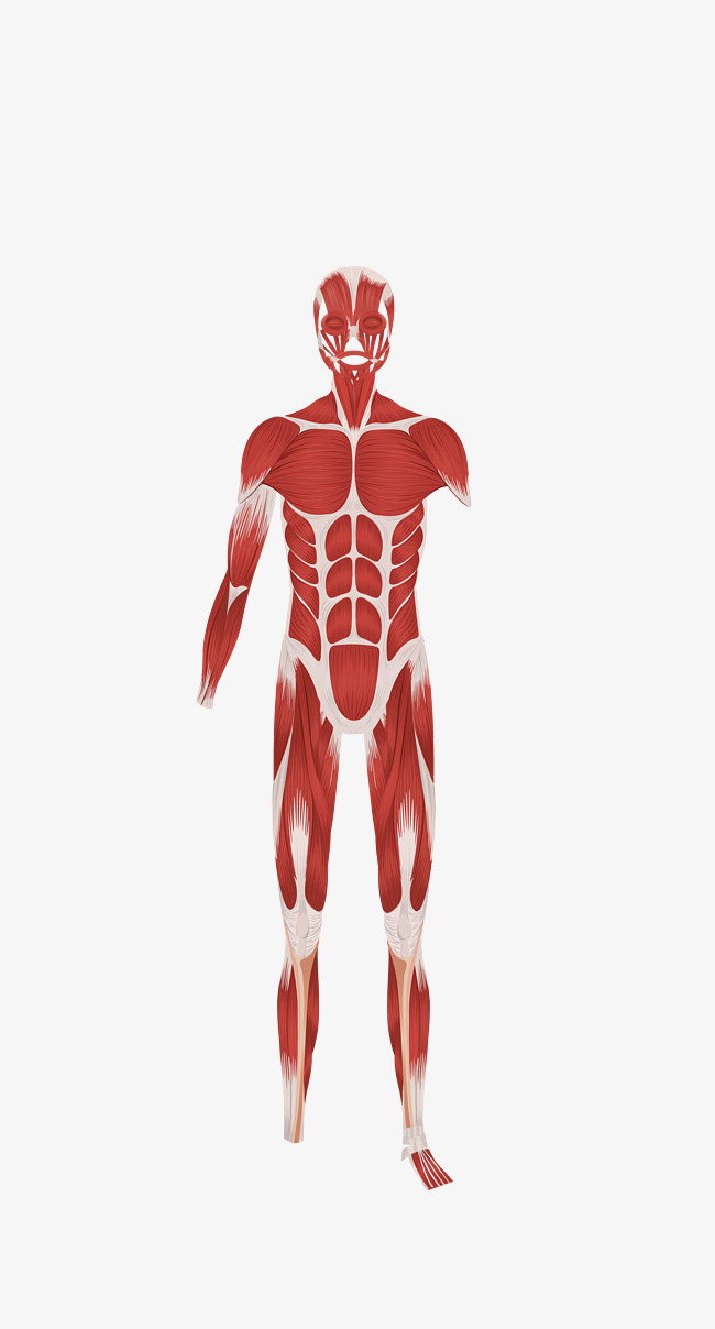 650x1208 Vector Hd Human Body Anatomy Download, Human Vector, Body Vector