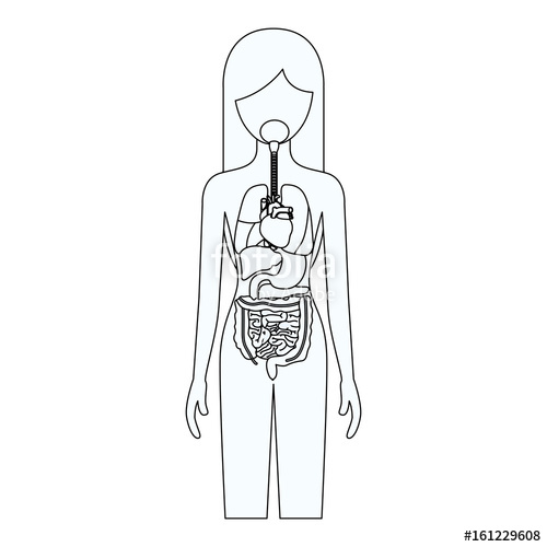 500x500 Sketch Silhouette Of Female Person With Internal Organs System