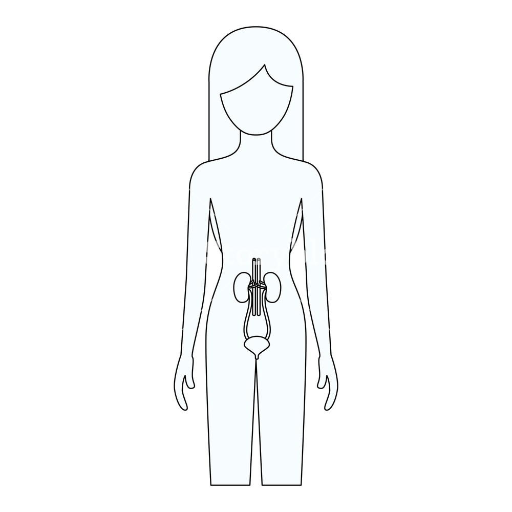 1000x1000 Sketch Silhouette Of Female Person With Renal System Human Body