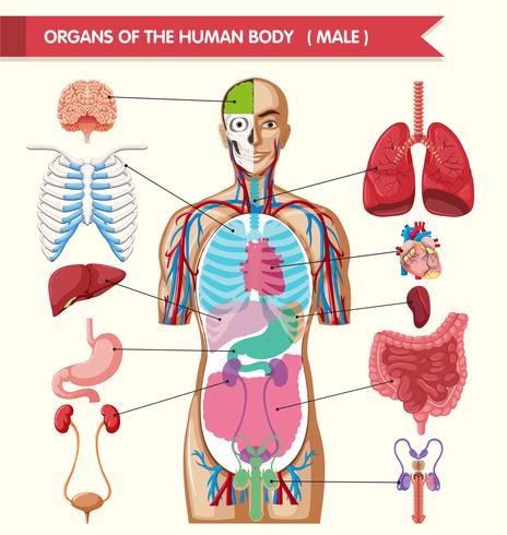 464x490 Chart Showing Organs Of Human Body