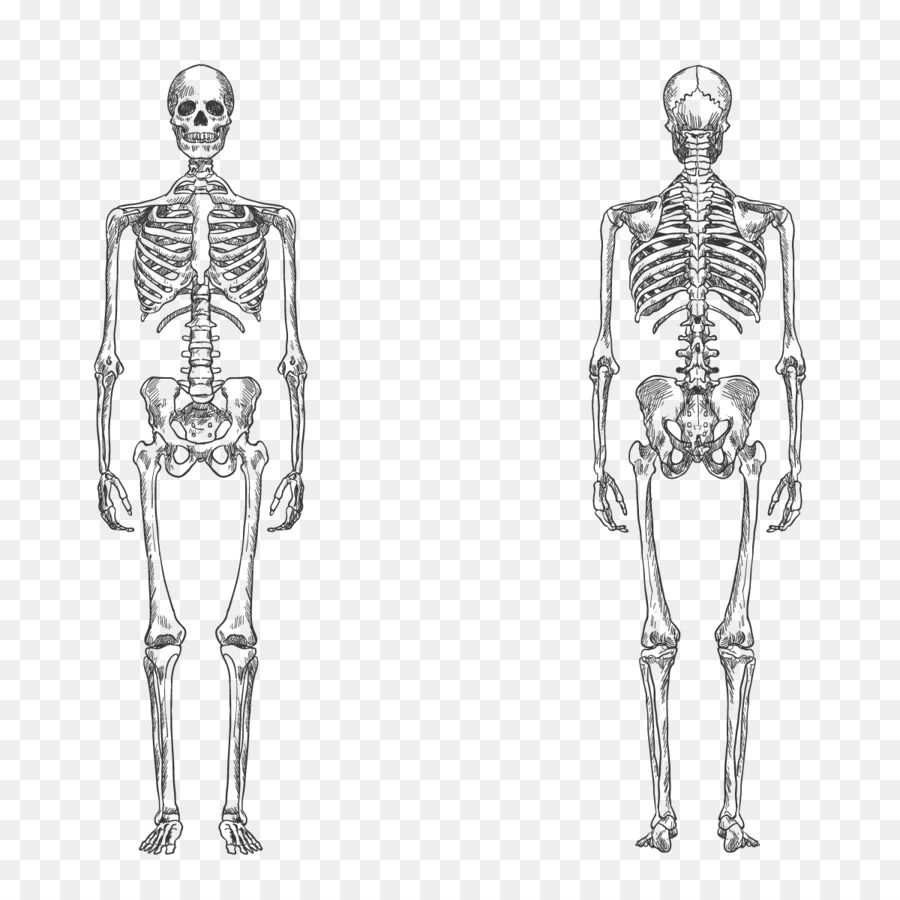 900x900 Download Free Png Human Skeleton Bone Human Body Anatomy Vector