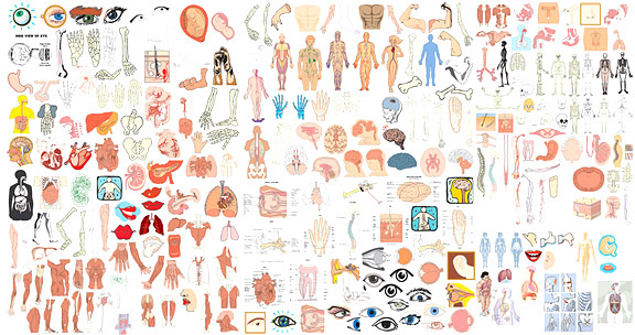 576x304 Elements Of Structure Of The Human Body Organs Vector Free Vector