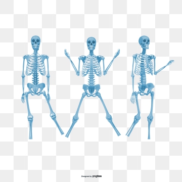 360x360 Human Bones Png, Vector, And Clipart With Transparent