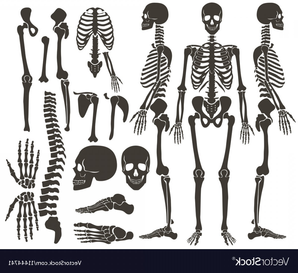 1200x1098 Human Bones Skeleton Dark Black Silhouette Vector Geekchicpro
