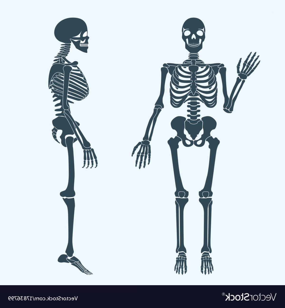 1200x1296 Human Bones Skeleton Silhouette Anatomy Of Vector Soidergi