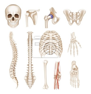 385x400 Human Bones, Vector Set Wall Mural Murals Pelvis, Vertebra