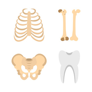 300x300 Human Bones Icon Set Flat Set Of Human Bones Vector Icons For Web