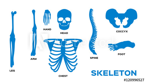 500x286 Human Bones Skeleton Silhouette Collection Set Vector