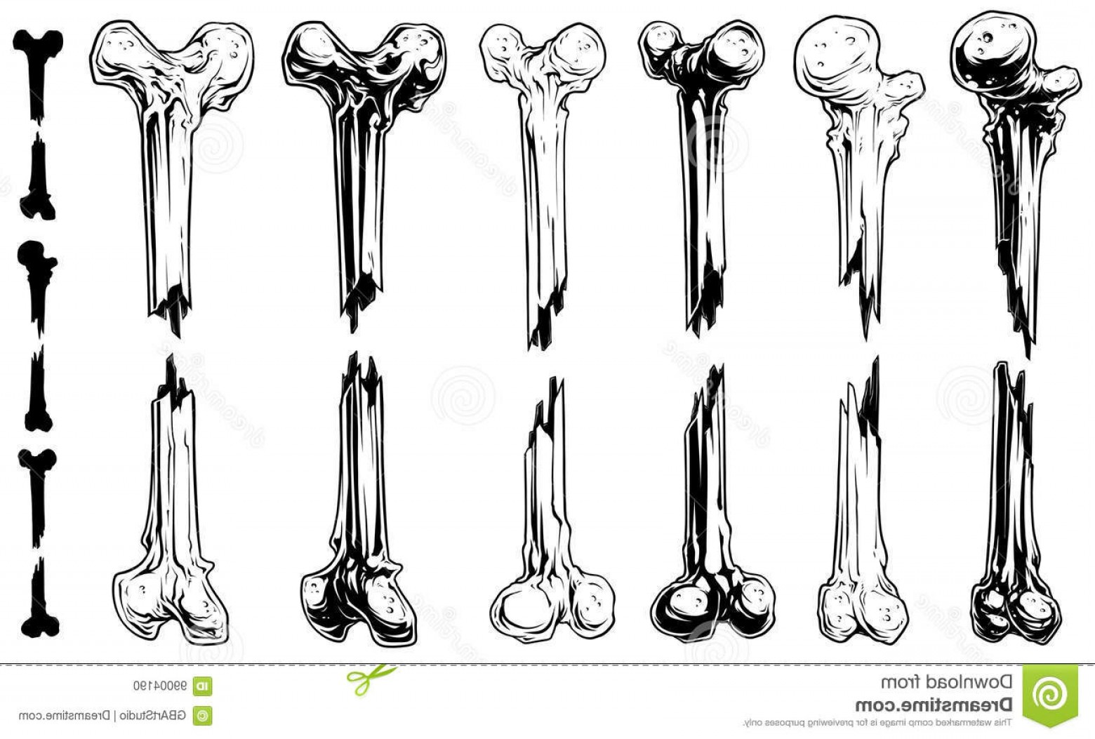 Human Bone Vector at Vectorified.com | Collection of Human Bone Vector ...