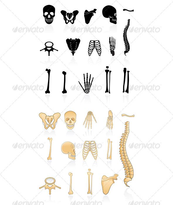 Human Bone Vector at Vectorified.com | Collection of Human Bone Vector ...