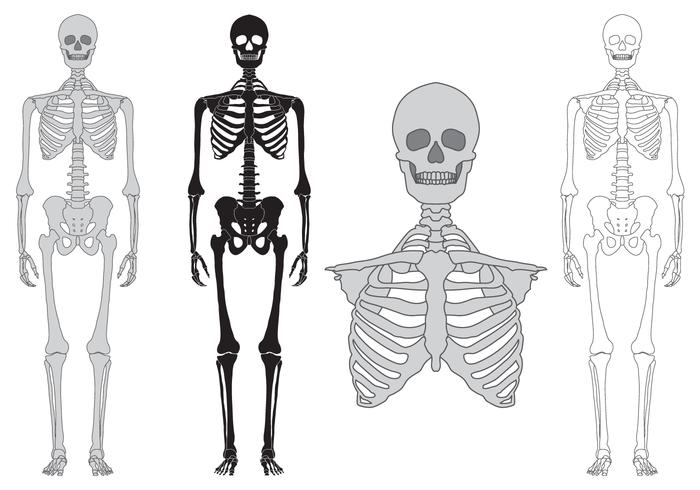 700x490 Skeleton And Bones Vector Set
