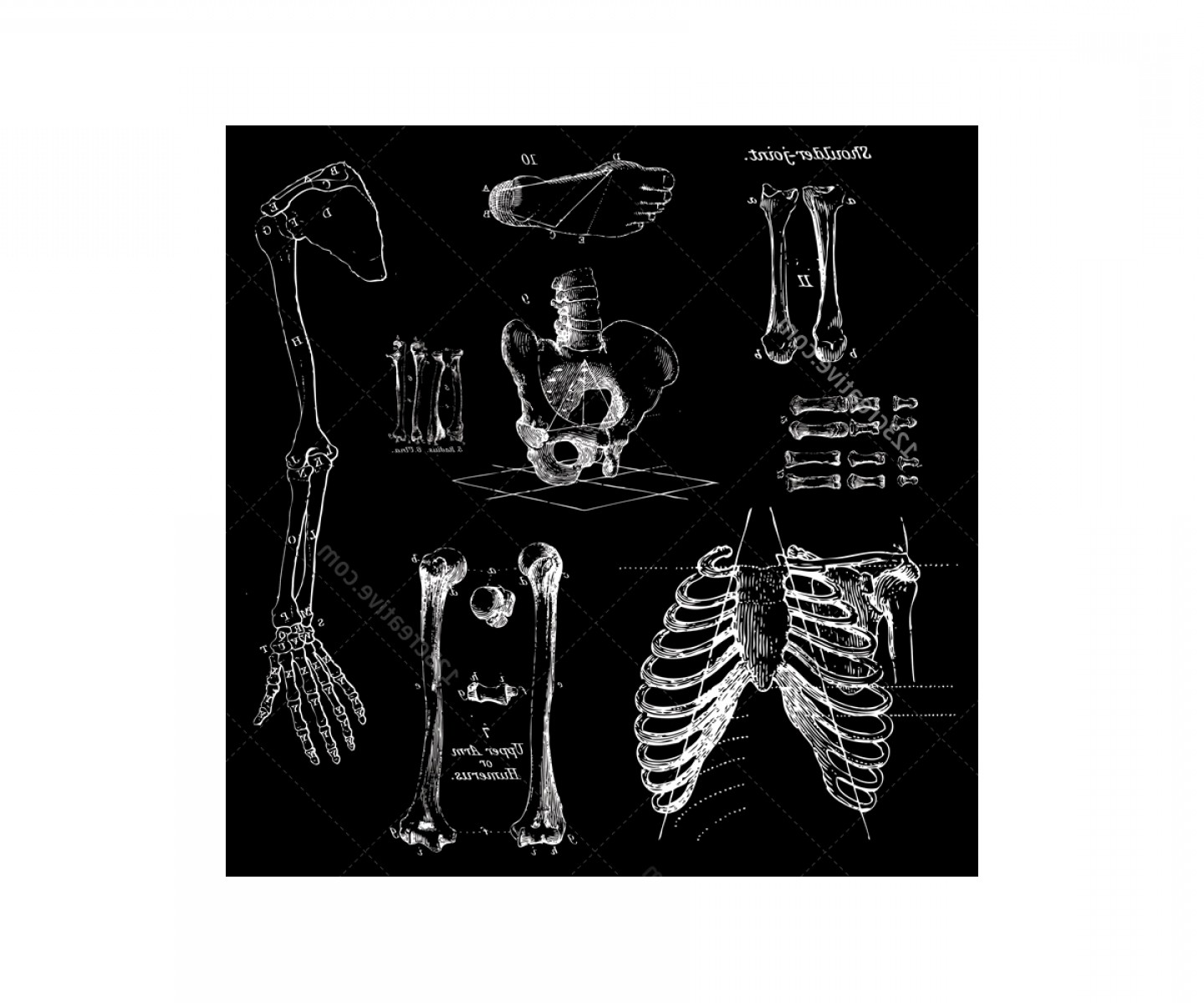 1440x1200 Sketch Anatomy Human Bone Vectors Hoodamathrun