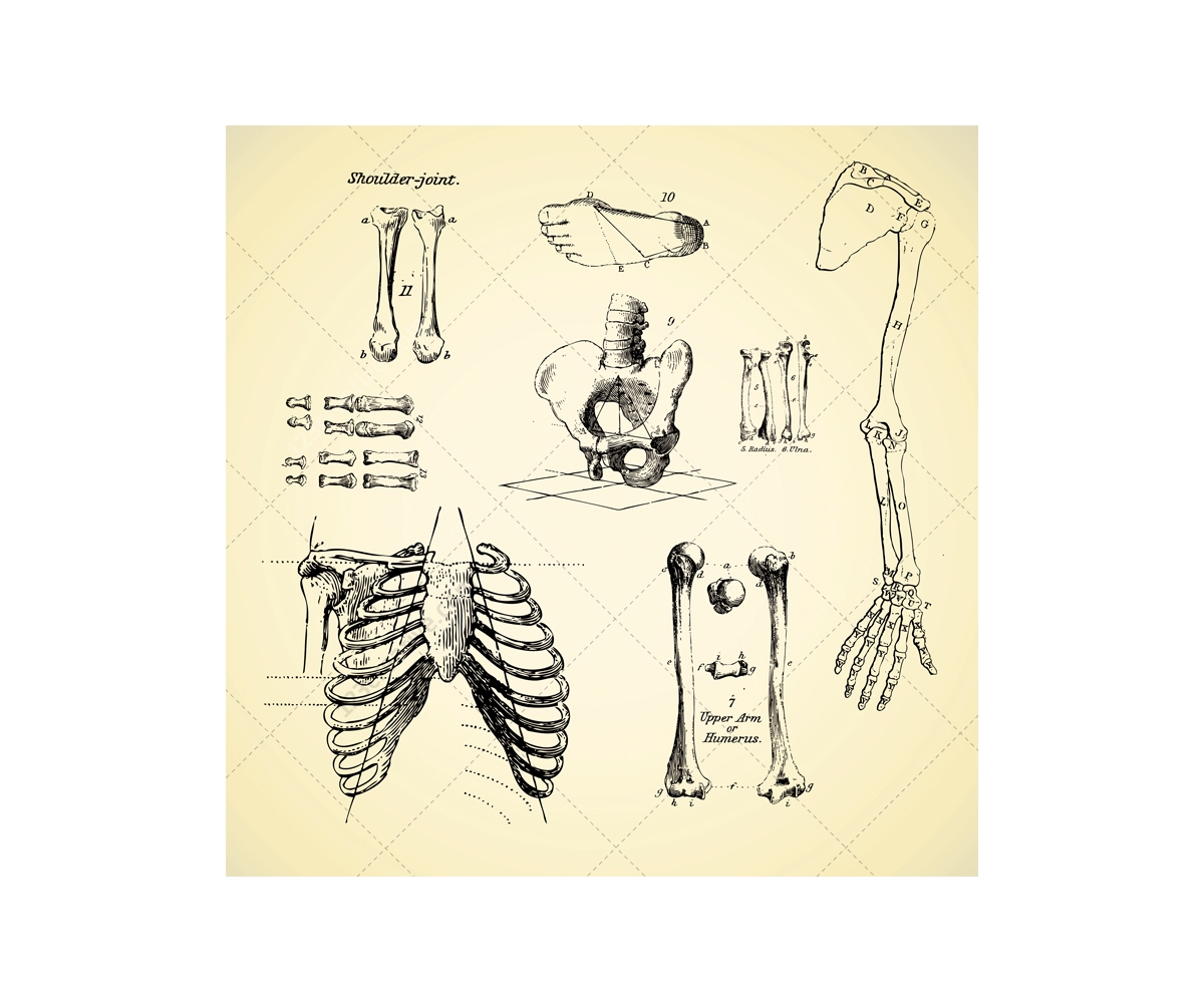 1200x1000 Sketch Anatomy Human Bone Vectors