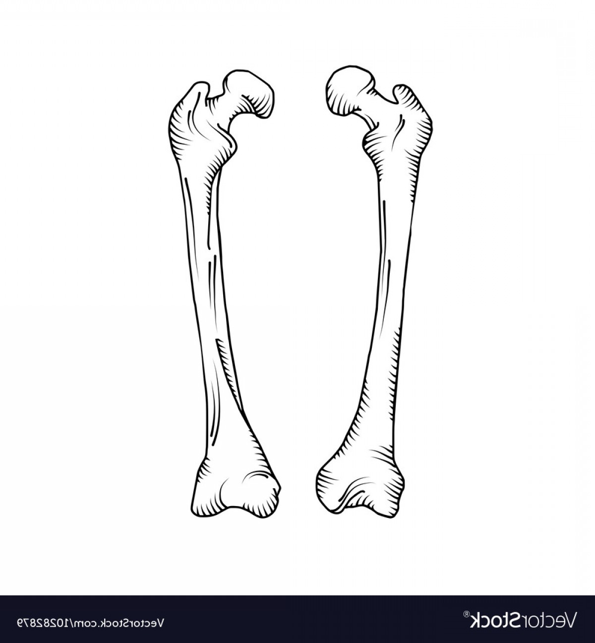 Кость скелета