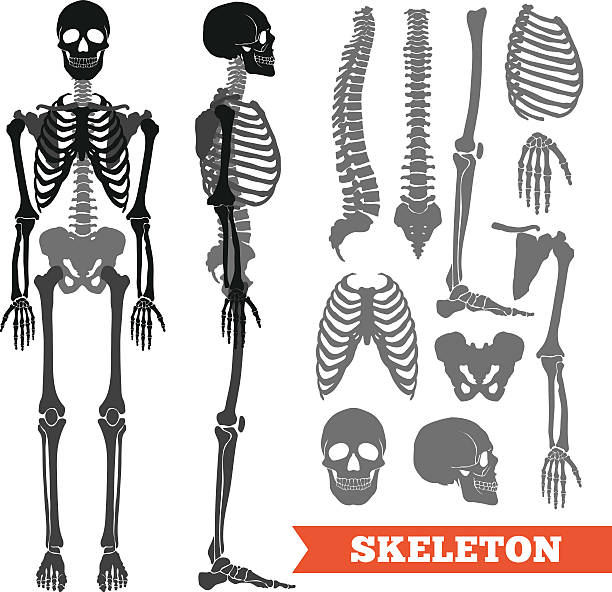 612x592 Human Bones Clipart