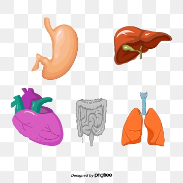 360x360 Human Anatomy Png, Vector, And Clipart With Transparent