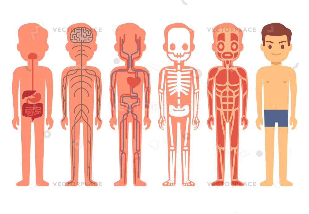 cartoon human anatomy