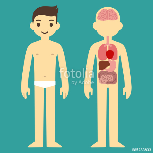 500x500 Human Internal Organ Infographic Chart Of A Stylized Cartoon Man