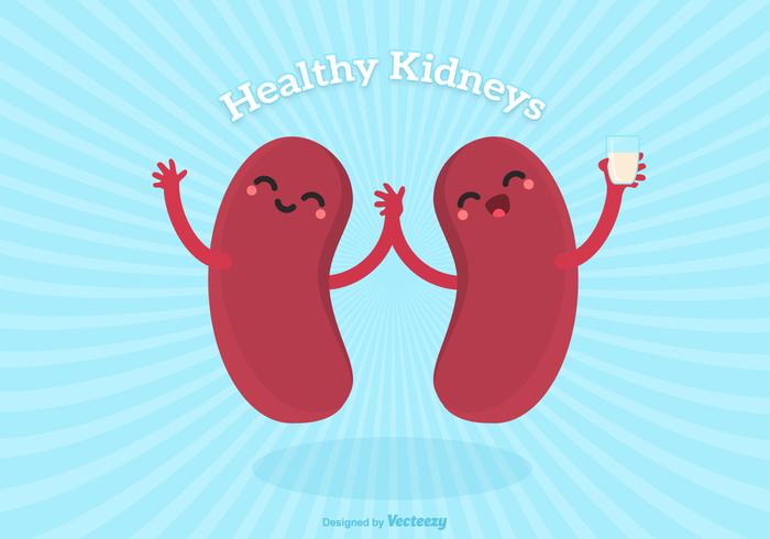 700x490 Vector Cute Cartoon Healthy Human Kidney Characters