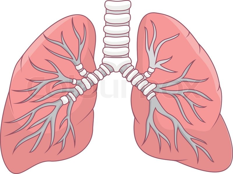800x599 Vector Illustration Of Human Lung Stock Vector Colourbox