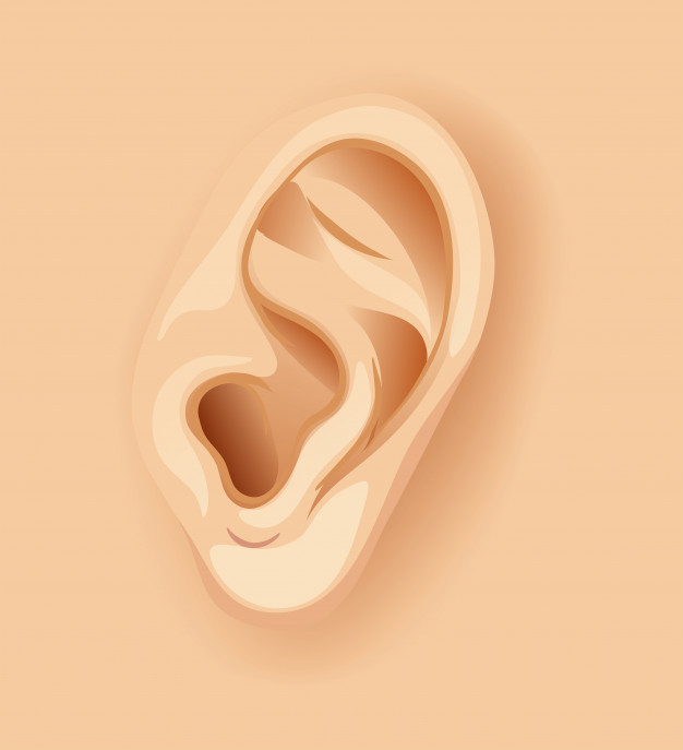 Human Ear Vector