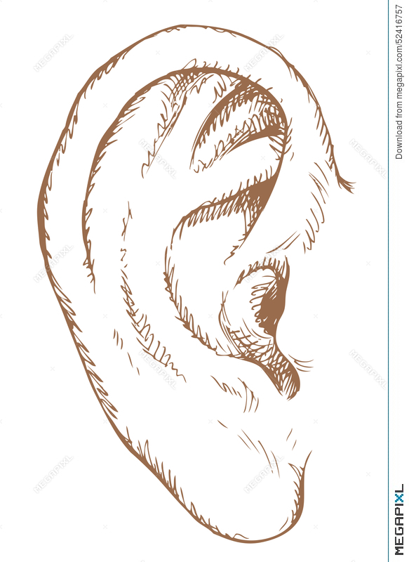 Human Ear Vector Sketch Illustration 583x800 Human Ear Vector Sketch Illustration