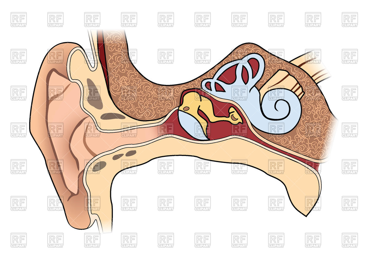 Human Ear Anatomy Vector Image Of Healthcare, Medical Terriana 1200x842 Human Ear Anatomy Vector Image Of Healthcare, Medical Terriana