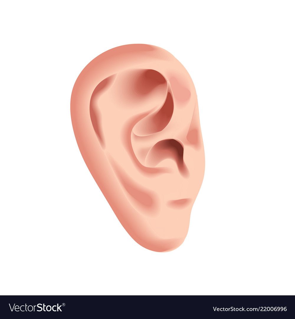 Human Ear Isolated On White Photo Realistic Vector Image 1000x1079 Human Ear Isolated On White Photo Realistic Vector Image