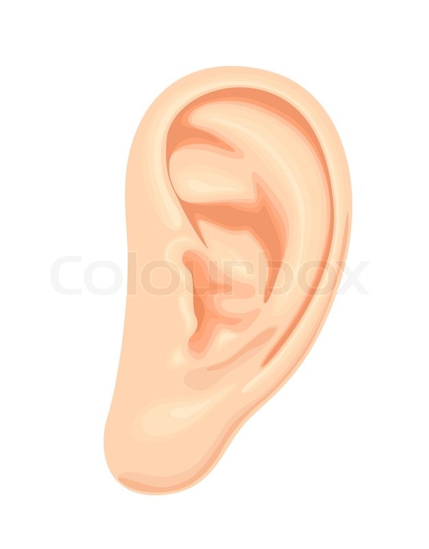 Realistic Human Ear Stock Vector Colourbox 626x800 Realistic Human Ear Stock Vector Colourbox