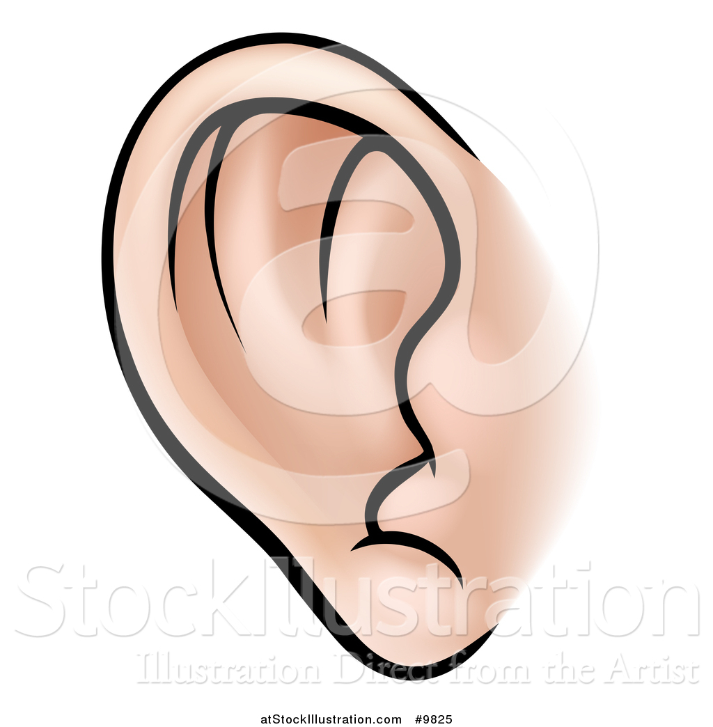 Vector Illustration Of A Human Ear 1024x1044 Vector Illustration Of A Human Ear